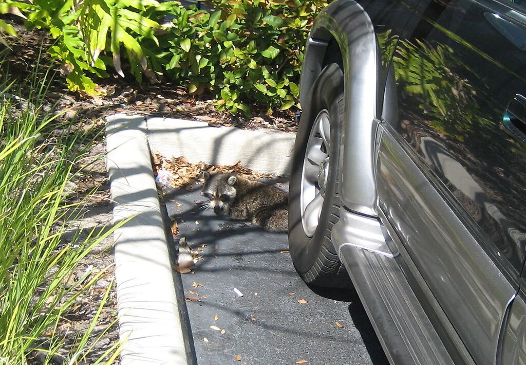 raccoon next to car