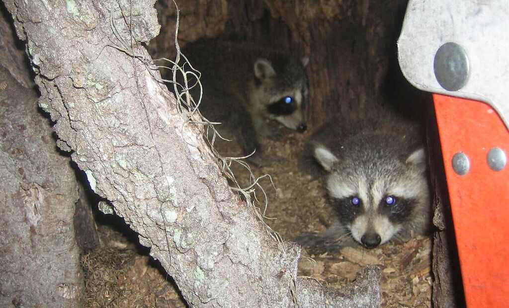 two raccoons
